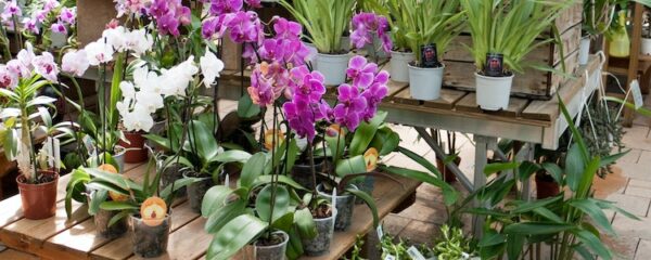 Choisir les plantes médicinales