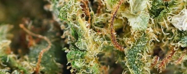 CBD amnésia